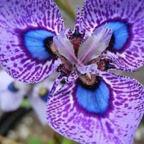 ADD $1 Beautiful Purple w Blue Orchid- Attract Nature to Garden 10 Flower Seeds - Picture 1 of 6